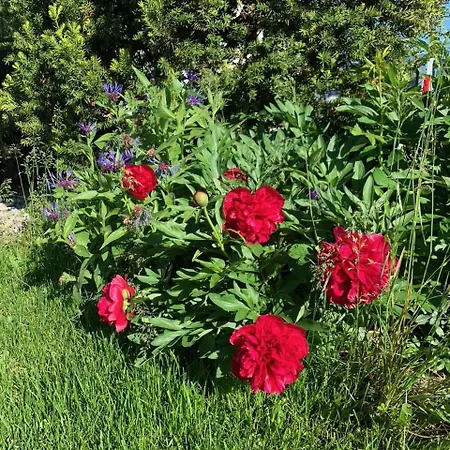 Residenz Antonius - Stilvolles Wohnen In Der Bodenseeregion *