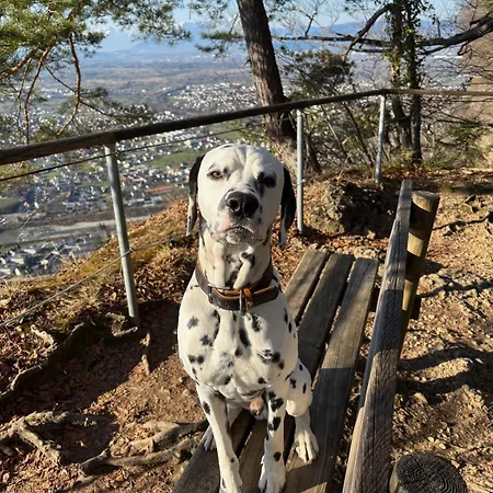 Residenz Antonius - Stilvolles Wohnen In Der Bodenseeregion Lejlighed Lauterach