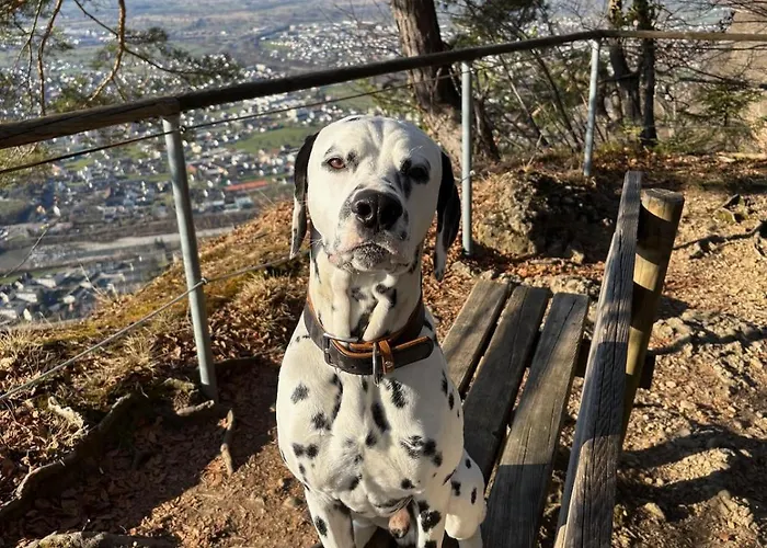 Residenz Antonius - Stilvolles Wohnen In Der Bodenseeregion 아파트 라우테라흐